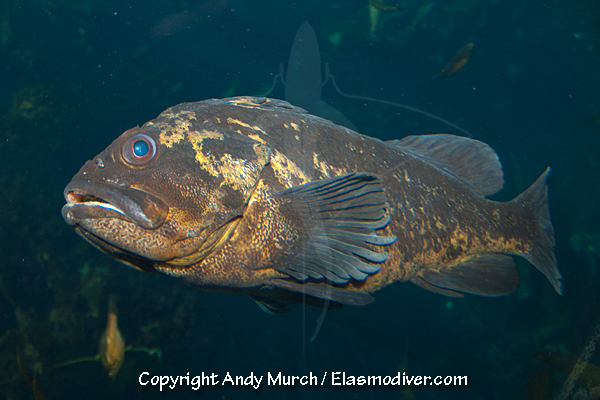 Black and Yellow Rockfish Pictures - images of Sebastes chrysomelas